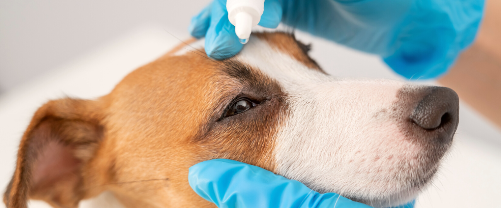 5-reasons-not-to-delay-your-dogs-eye-treatment-blog-image-1